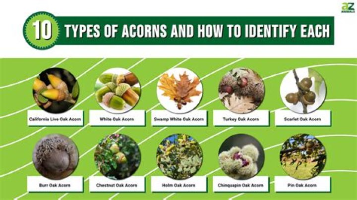 Are acorns and leaves alive
