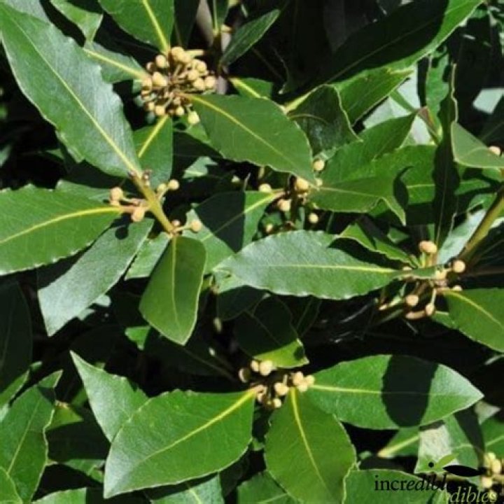 Are all bay tree leaves edible