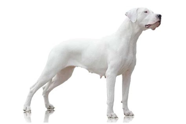 Are all Dogo Argentinos white