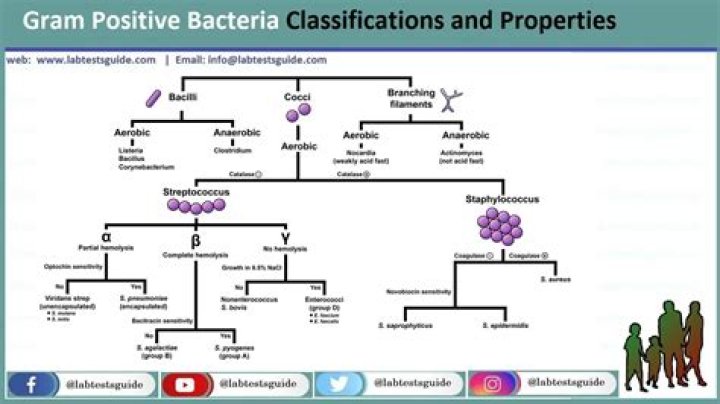 Are all Gram positive bacteria cocci