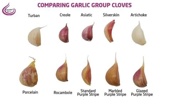 Are all parts of garlic edible