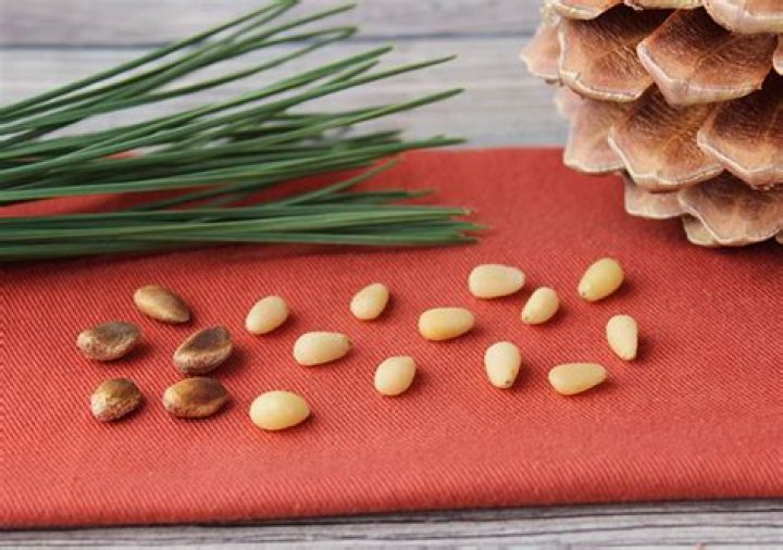 Are all pine tree nuts edible