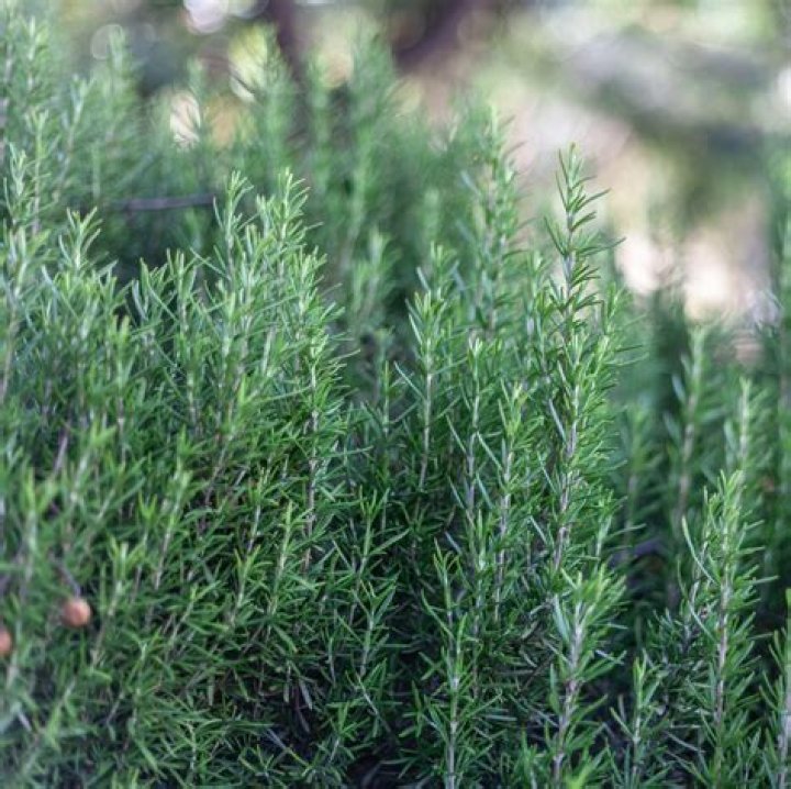 Are all rosemary plants edible