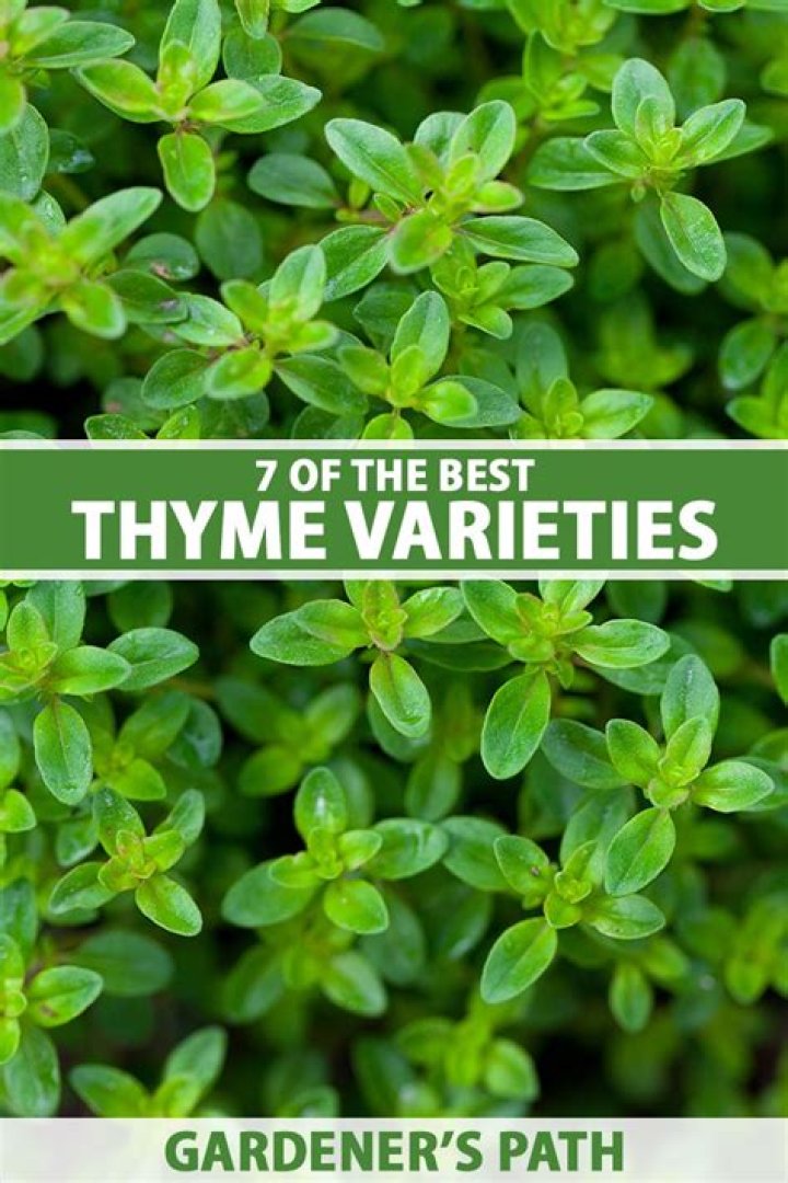 Are all thyme varieties edible