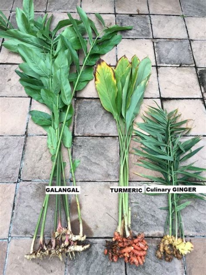 Are all turmeric plants edible
