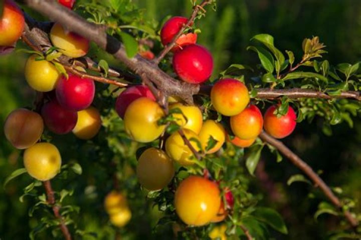 Are all yellow plums Mirabelle
