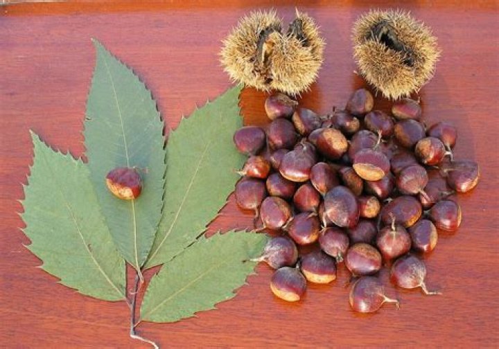 Are American chestnuts edible