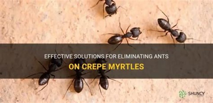 Are ants bad for crepe myrtles