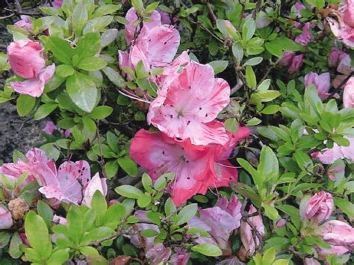 Are azaleas an evergreen bush