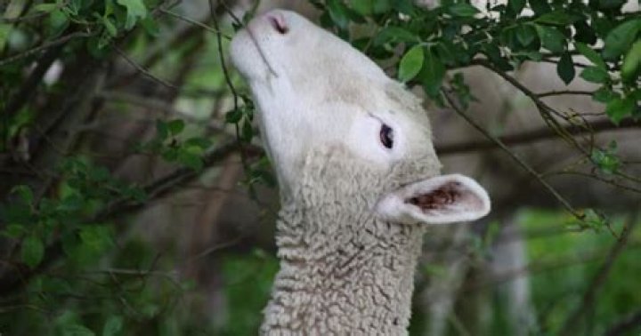 Are azaleas poisonous to sheep