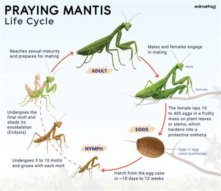 Are baby praying mantis cannibals