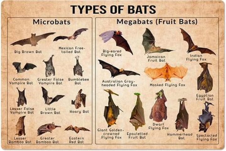 Are bats common in apartments