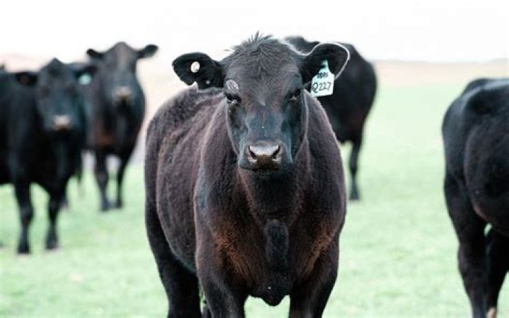 Are beef hormones bad for you
