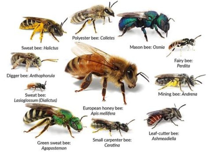 Are bees attracted to bee balm