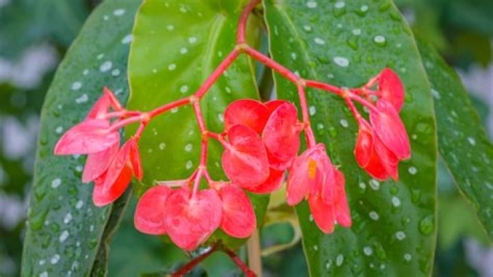 Are begonia seeds easy to grow
