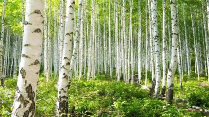 Are birch trees good for yards