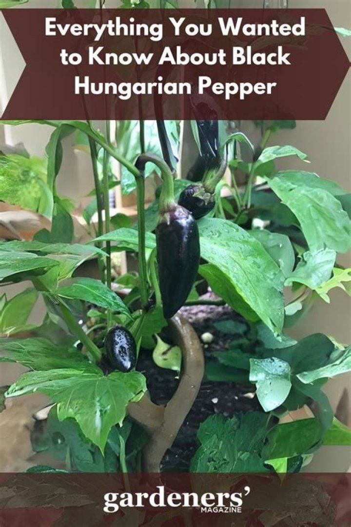 Are black Hungarian peppers spicy