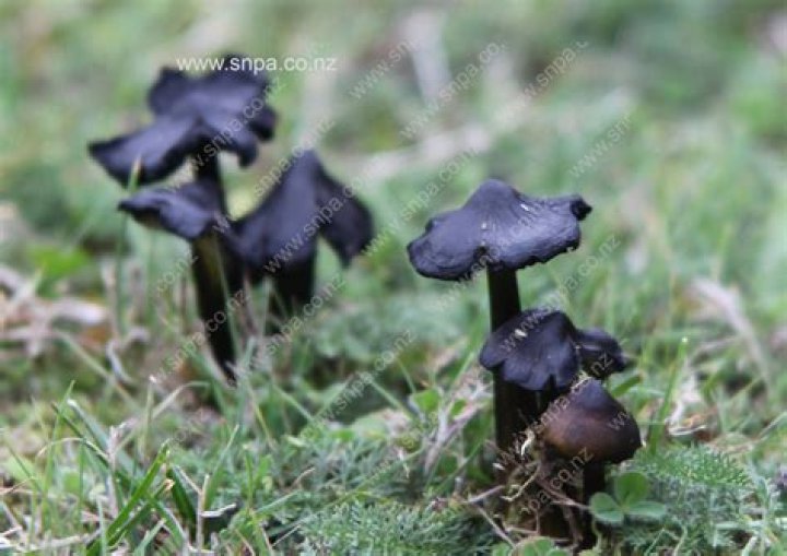 Are black toadstools poisonous