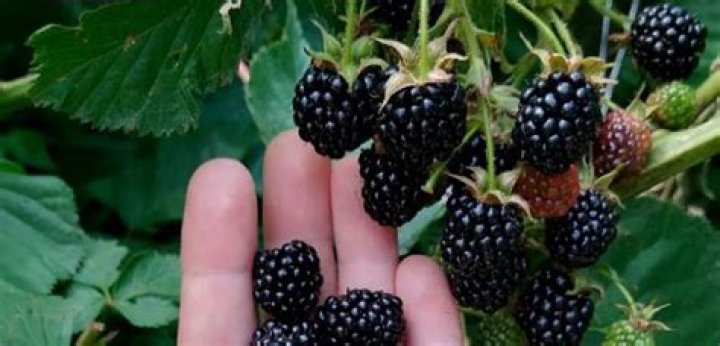 Are blackberries native to the UK