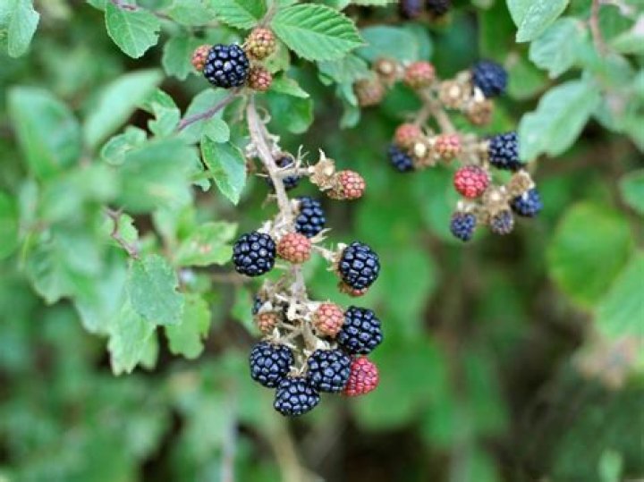 Are blackberries thorns poisonous
