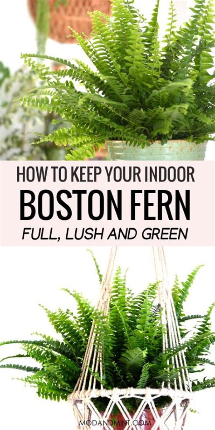 Are Boston ferns toxic to cats