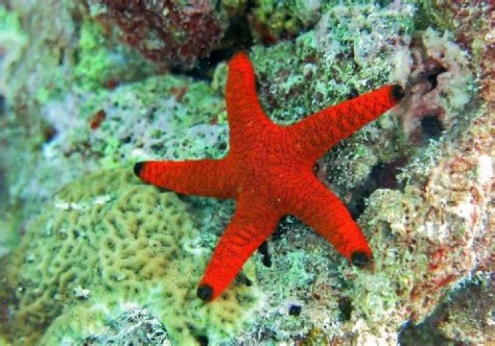 Are brittle starfish reef safe