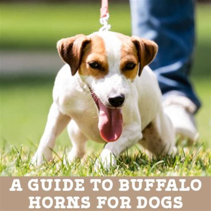 Are buffalo horns bad for dogs