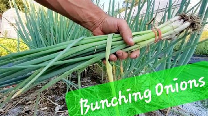 Are bunching onions cold hardy