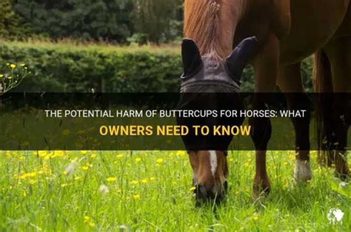 Are buttercups safe for horses