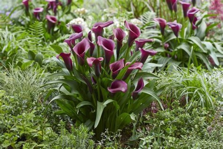 Are calla lilies perennial or annual UK