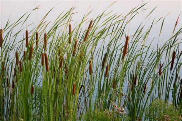 Are cattails considered weeds