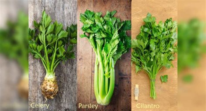 Are celery and parsley related