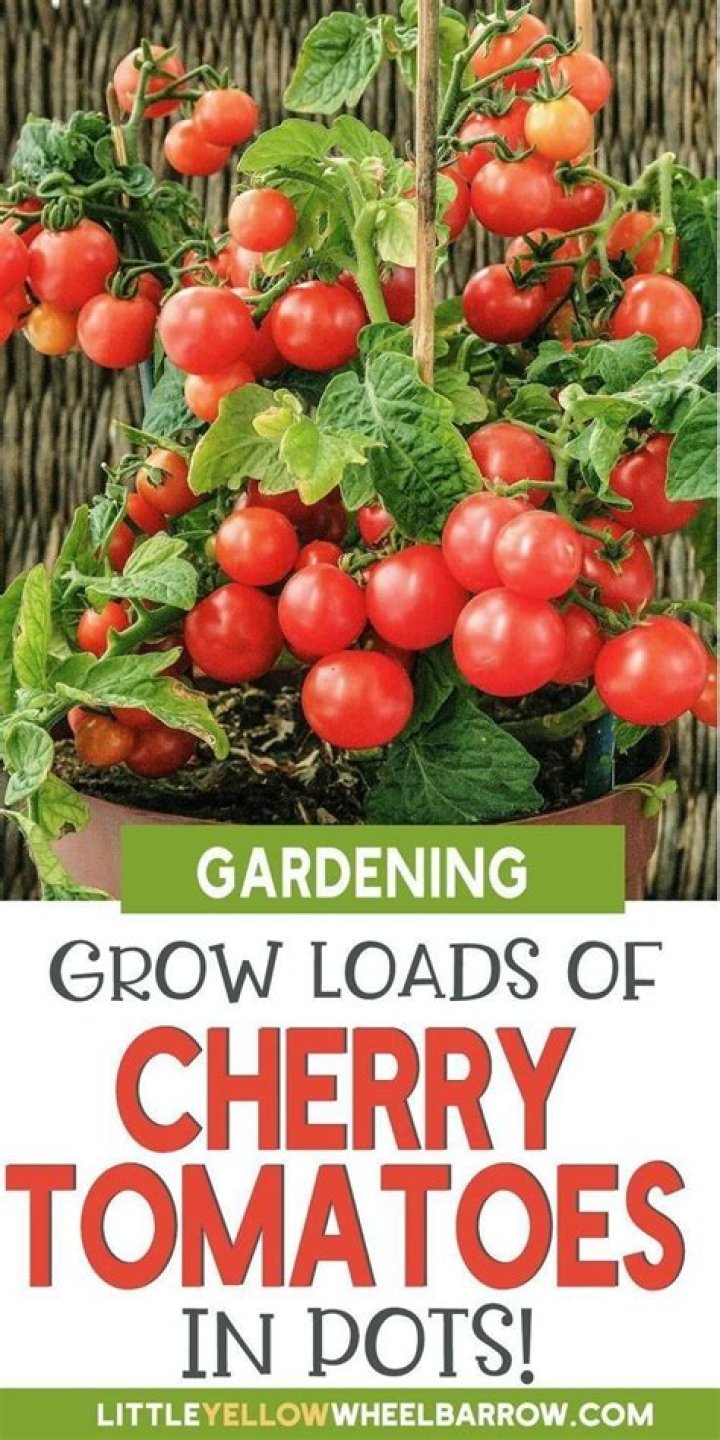 Are cherry tomatoes year round