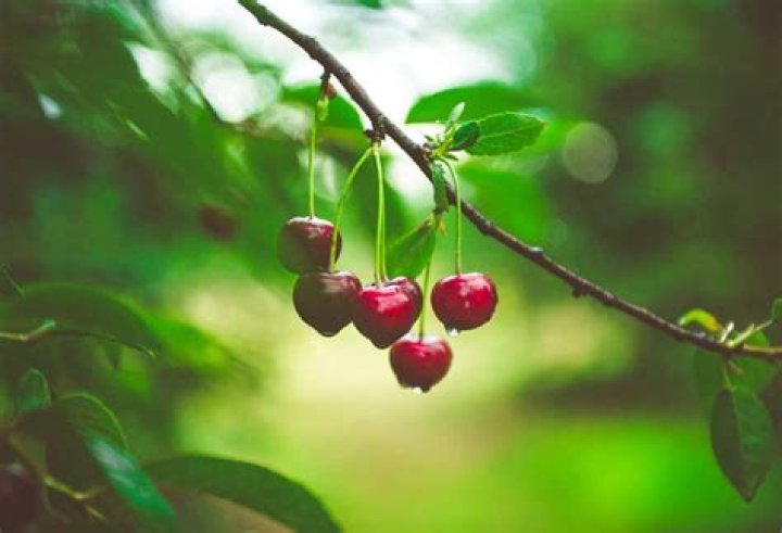 Are cherry trees safe for dogs