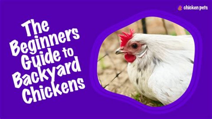 Are chickens difficult to keep