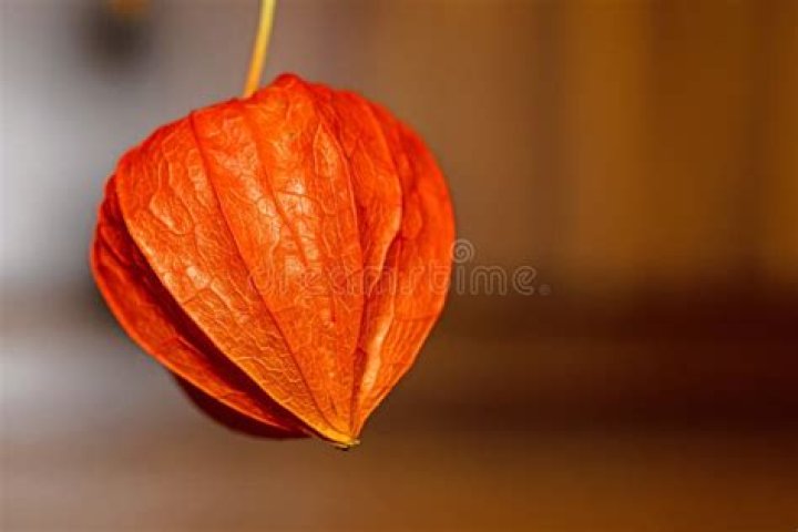 Are Chinese lanterns easy to grow