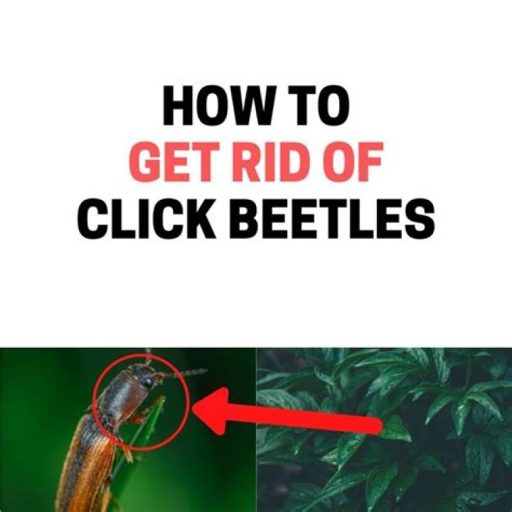 Are click beetles hard to kill