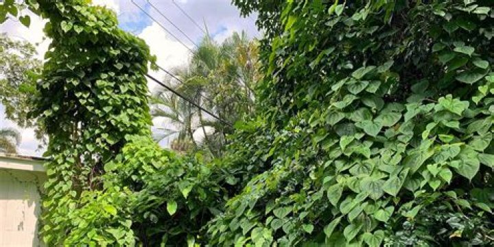 Are Climbing vines bad for stucco