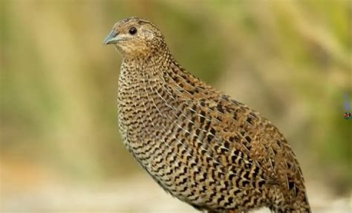 Are Coturnix Quail good to eat