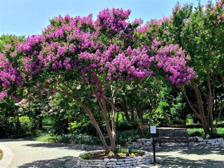 Are crepe myrtles native to SC
