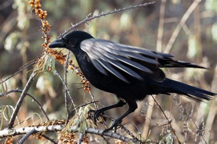 Are crows found in California