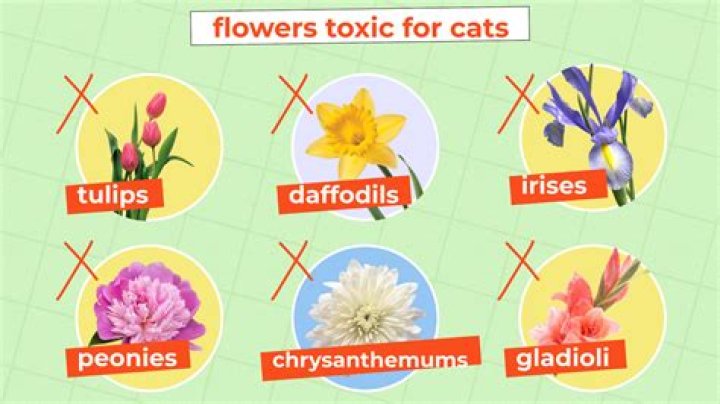 Are cut flowers poisonous to cats