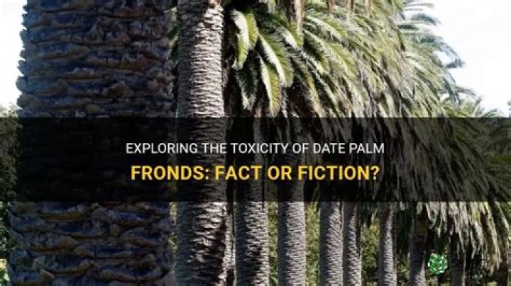 Are date palm fronds poisonous
