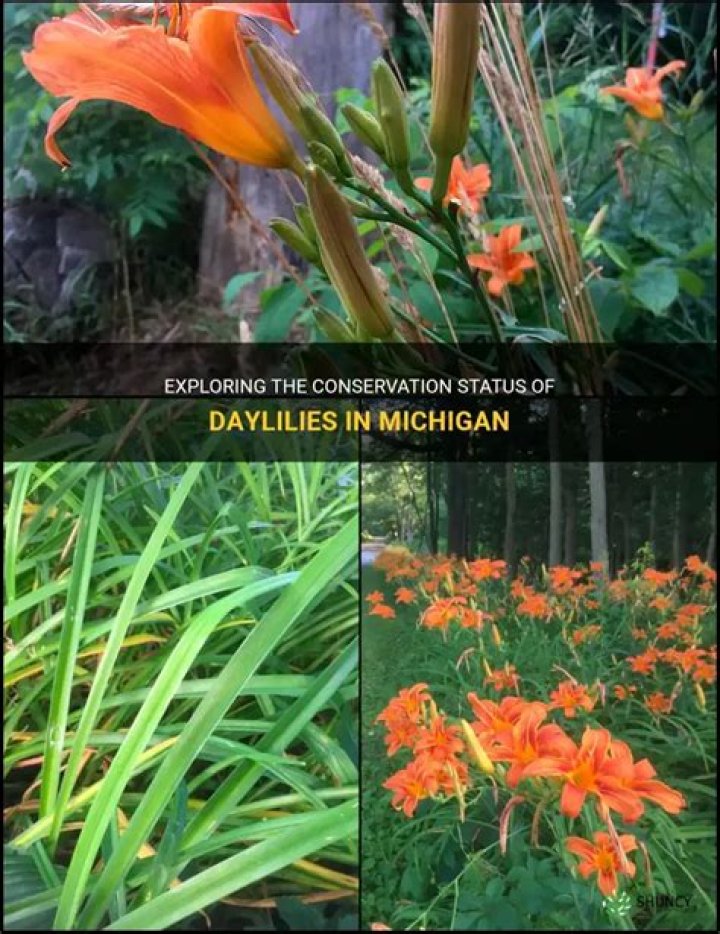 Are daylilies native to Michigan