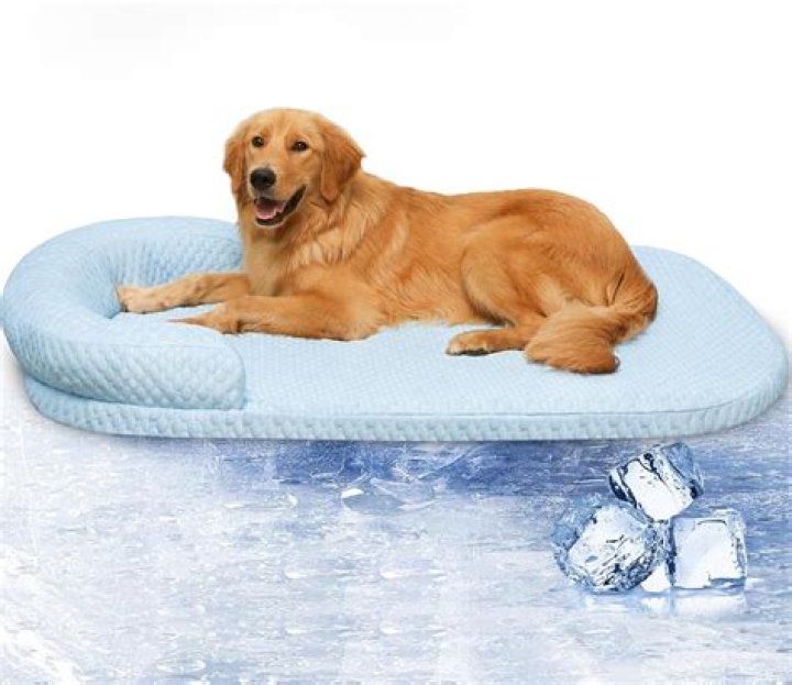 Are dog cooling beds worth it