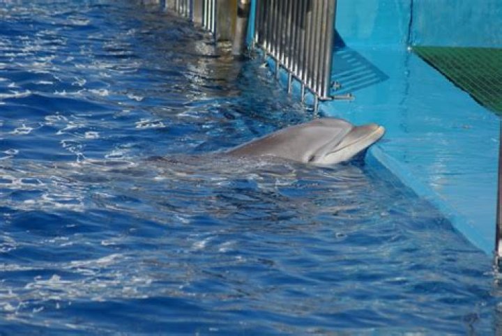 Are dolphins unhappy in captivity