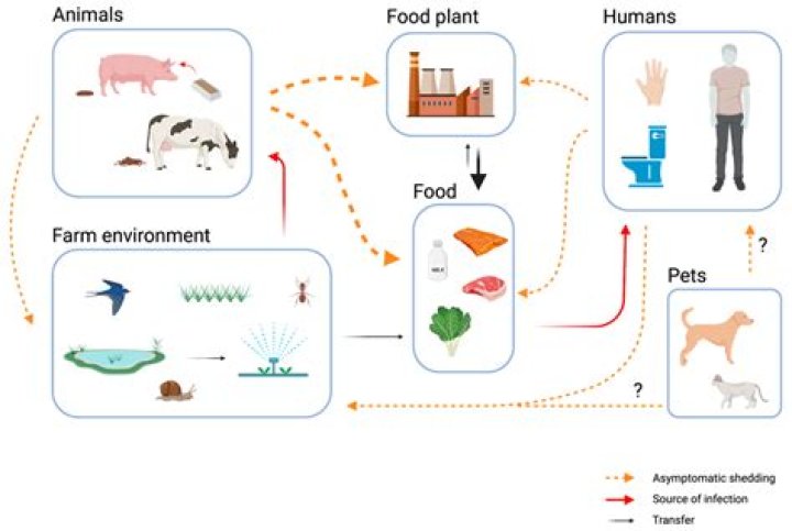 Are ducks bad for the environment