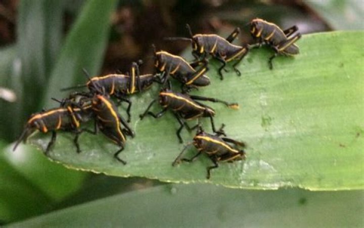 Are Eastern Lubbers poisonous