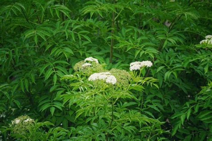 Are elderberry trees protected