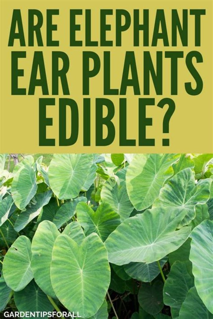 Are elephant ear leaves edible